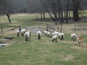 Miscellaneous - Spacious 5-bedroom house: 10 acres, Indoor Pool, Farm Animals, easy drive to KC! (Greenwood)