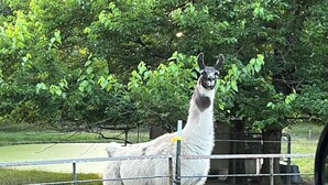 Ein Lama steht hinter einem Metallzaun in einer grasbewachsenen Landschaft mit Bäumen im Hintergrund.