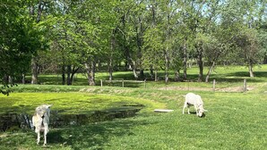 Eine Wiese mit Teich und Bäumen.