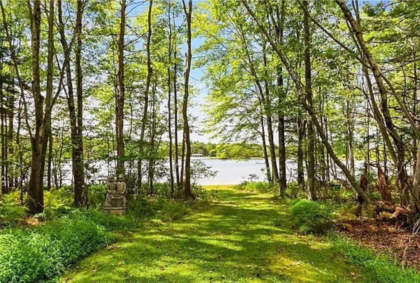A forest path leading to a body of water with trees and greenery.