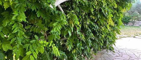 En uteplats med stenplattor och en pergola som är täckt av grönt lövverk.