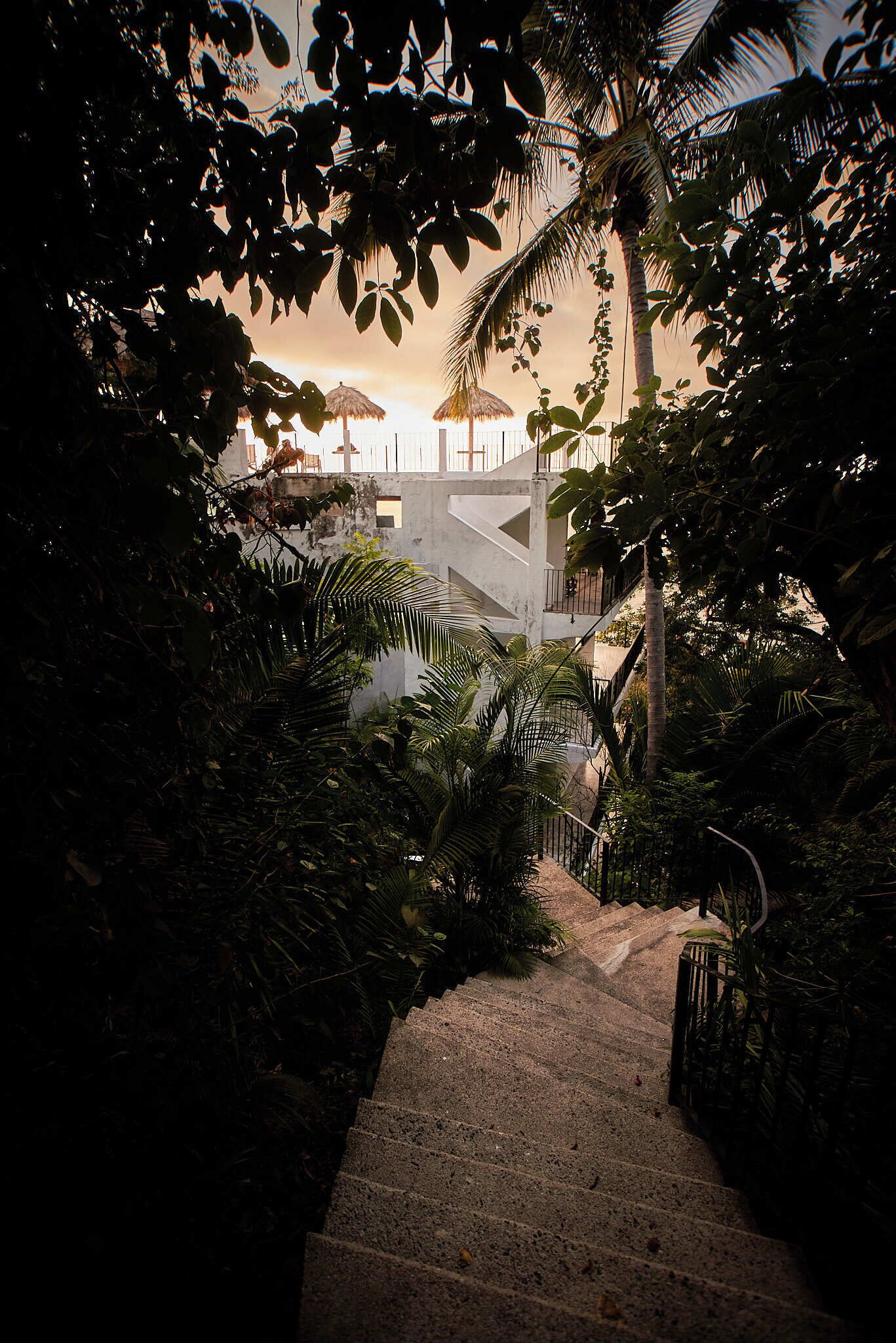 A staircase surrounded by dense foliage leading to a building with a balcony.