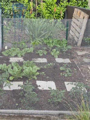 Ein Garten mit Drahtzaun, verschiedenen Pflanzen und einer Holzkonstruktion im Hintergrund.