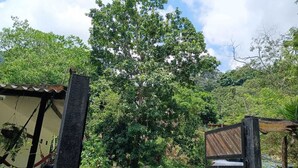 Un cancello di legno rustico, un sentiero sterrato e un grande albero in un ambiente naturale.