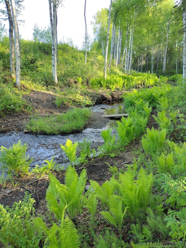 A natural landscape with a stream, dense greenery, and birch trees.