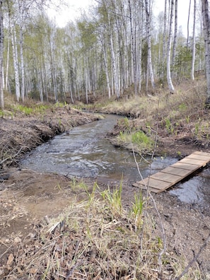 A forested area with a small stream and a wooden bridge.