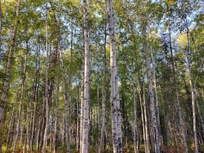 A dense forest of birch trees with a clear sky above.
