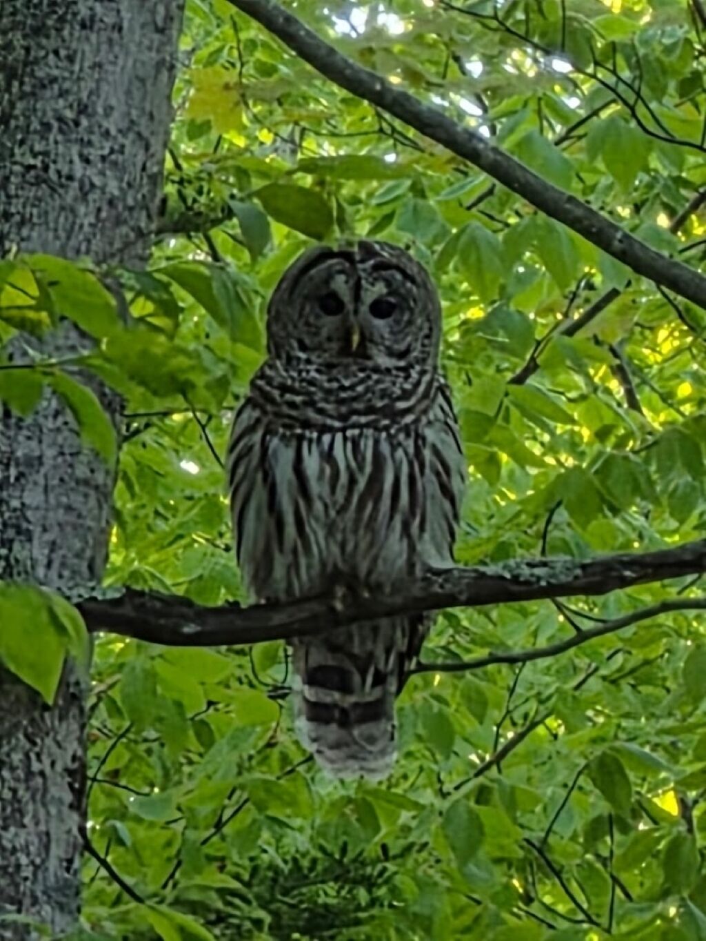 An owl perched on a branch surrounded by dense green foliage.