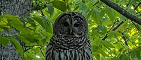 An owl perched on a branch surrounded by dense green foliage.