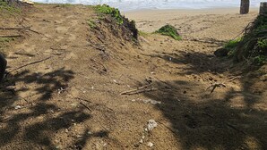 Una platja amb cel blau, onades oceàniques i una palmera.