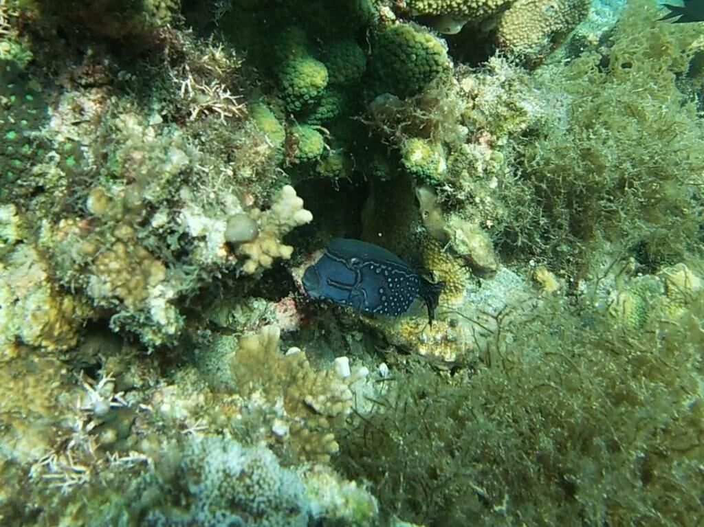 A marine environment with a sea creature camouflaged among rocks and algae.