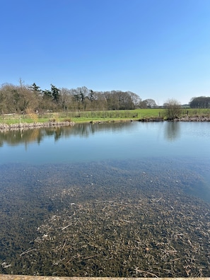 A clear view of a calm lake with a grassy bank and trees in the background.
