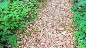 Ein Waldpfad mit einem unbefestigten Weg, umgeben von Farne und Klee.