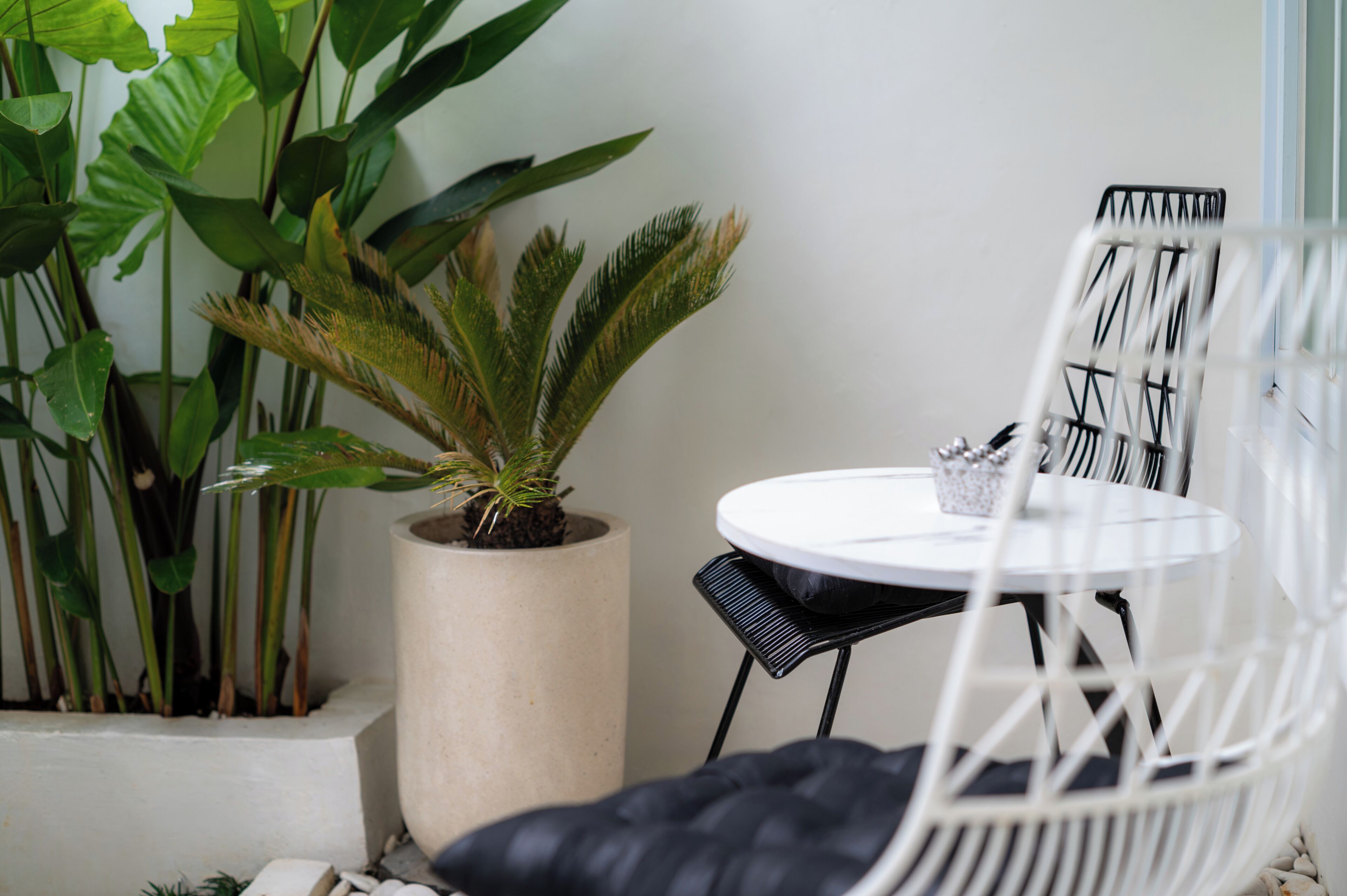 A white chair, a round table, and a potted plant with broad leaves.