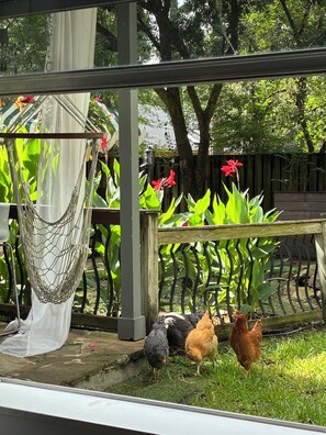 A garden with a hammock, chickens, and a wooden fence. - The Woodlands Fun House - Pool, hot tub, zip line, tree house, gym eq, chickens! (Spring)