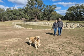 Una zona seca y cubierta de hierba con un estanque, árboles y un perro.