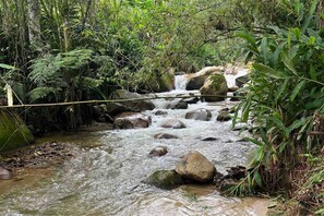 A natural stream with rocks and dense foliage.