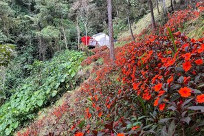 Property grounds - Domo Popétas in the high mountains! (Floridablanca)