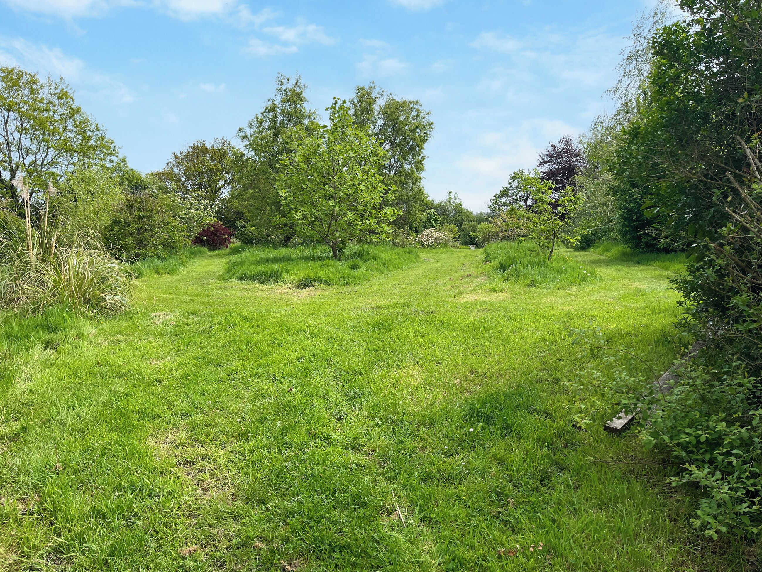A grassy field with trees and bushes.