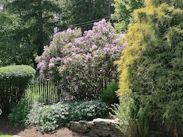 Un jardín con una variedad de plantas, incluyendo un arbusto floreciente y un alto árbol de hoja perenne.