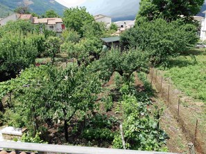A vineyard with rows of grapevines, surrounded by trees and buildings in the background.