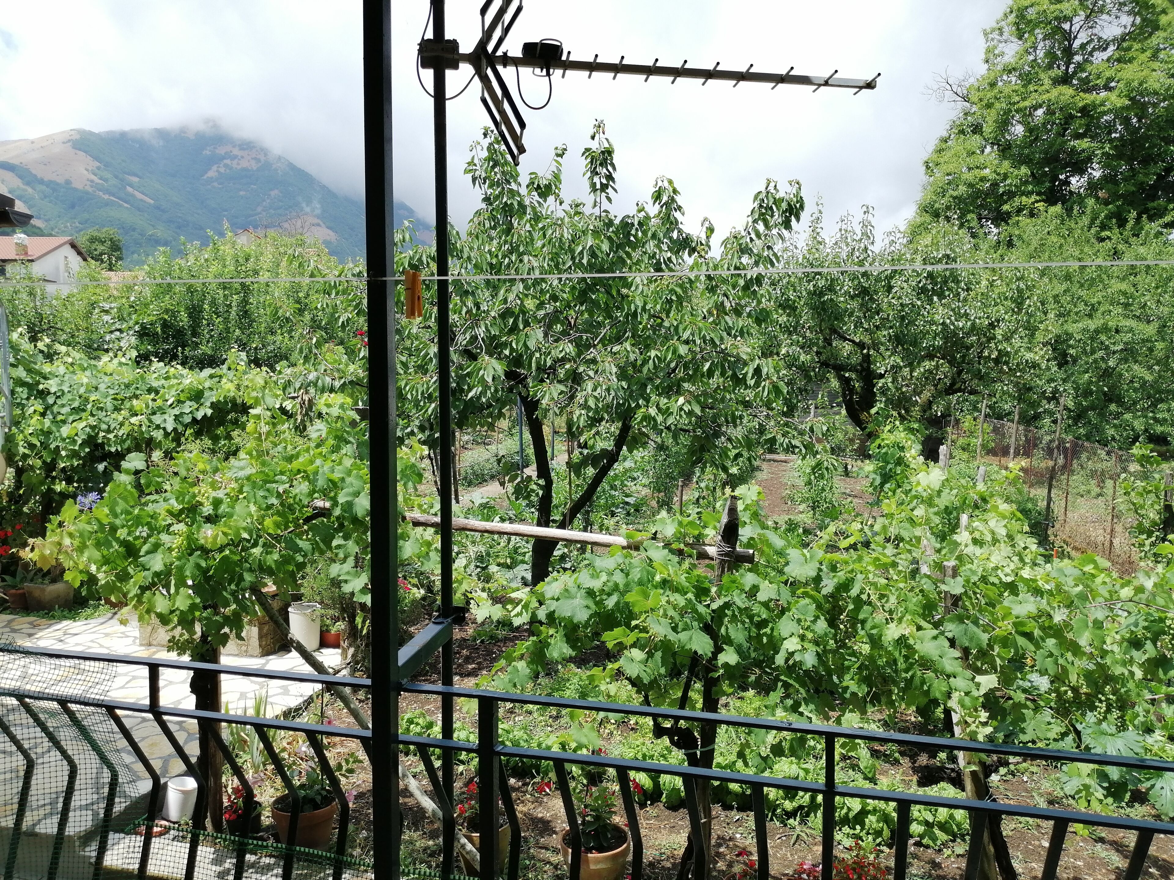 Garden view