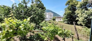 A vineyard with rows of grapevines, a white building, and a mountain in the background.