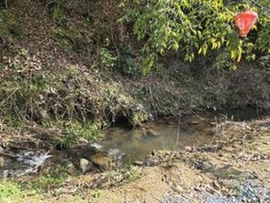 Ambiente natural ao ar livre com um riacho, rodeado por vegetação densa e um pequeno objeto vermelho.