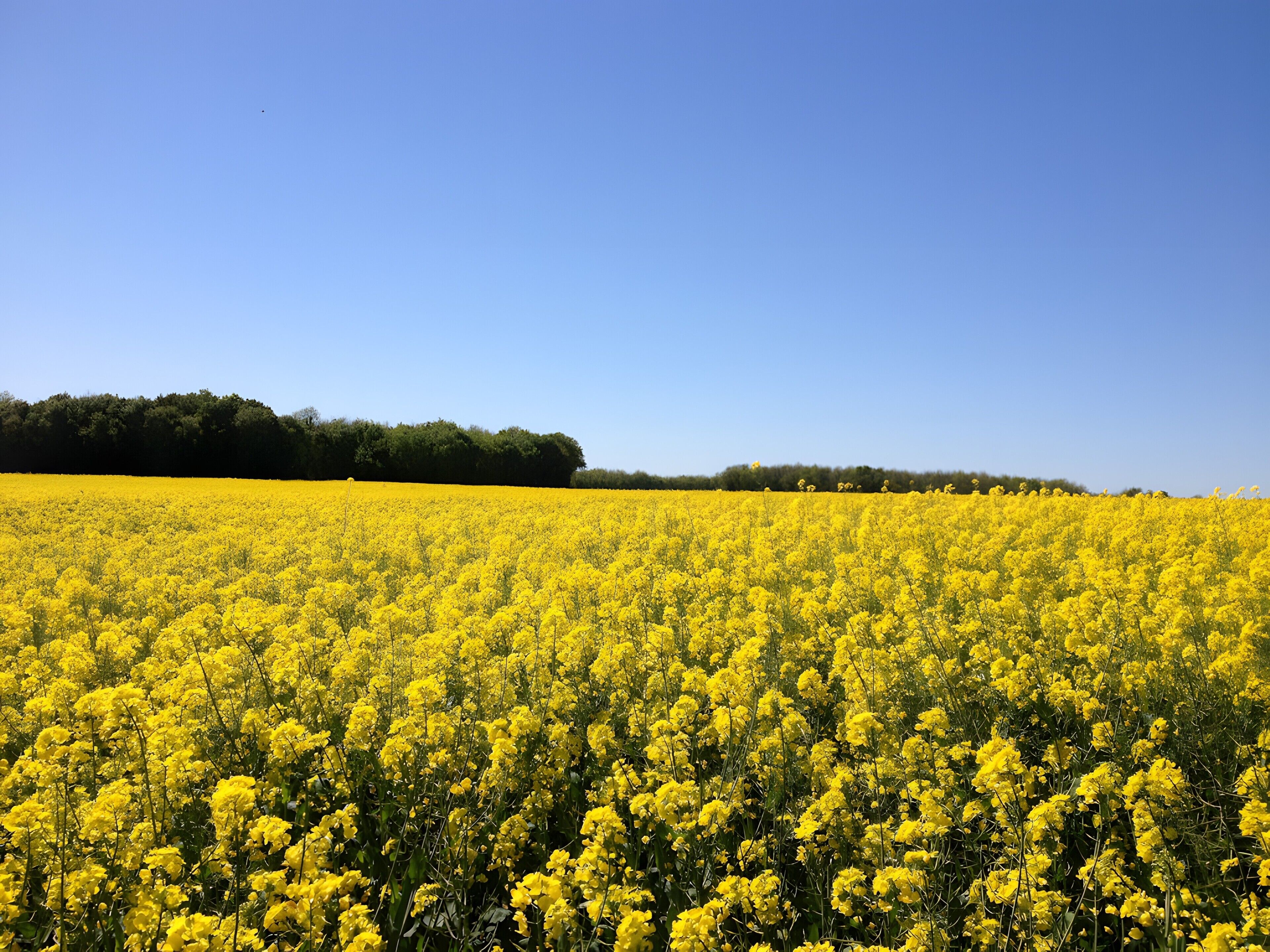 Un vaste champ de fleurs jaunes sous un ciel bleu dégagé.