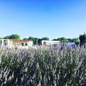 Un campo de lavanda con una hilera de edificios al fondo.