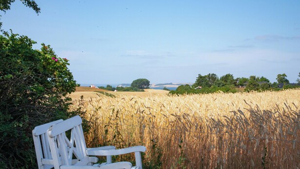 A white bench in a field of tall golden crops, with a clear sky and distant trees. - Sea-view terrace on scenic Helgenæs (Knebel)