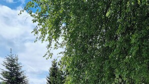 Ett grönområde med ett trästaket, ett stort träd och en avlägsen utsikt över hus.