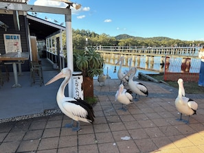 A dining area with a menu board, outdoor seating, and a view of a lake with birds. - A cosy  cabin in Umina Beach (Umina Beach)