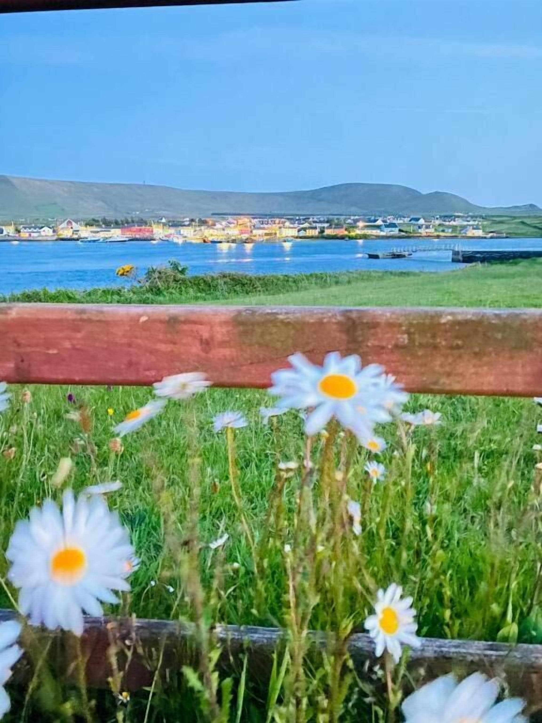 Un campo de margaritas con vistas a un cuerpo de agua y edificios a lo lejos.