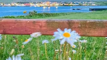Un campo de margaritas con vistas a un cuerpo de agua y edificios a lo lejos.