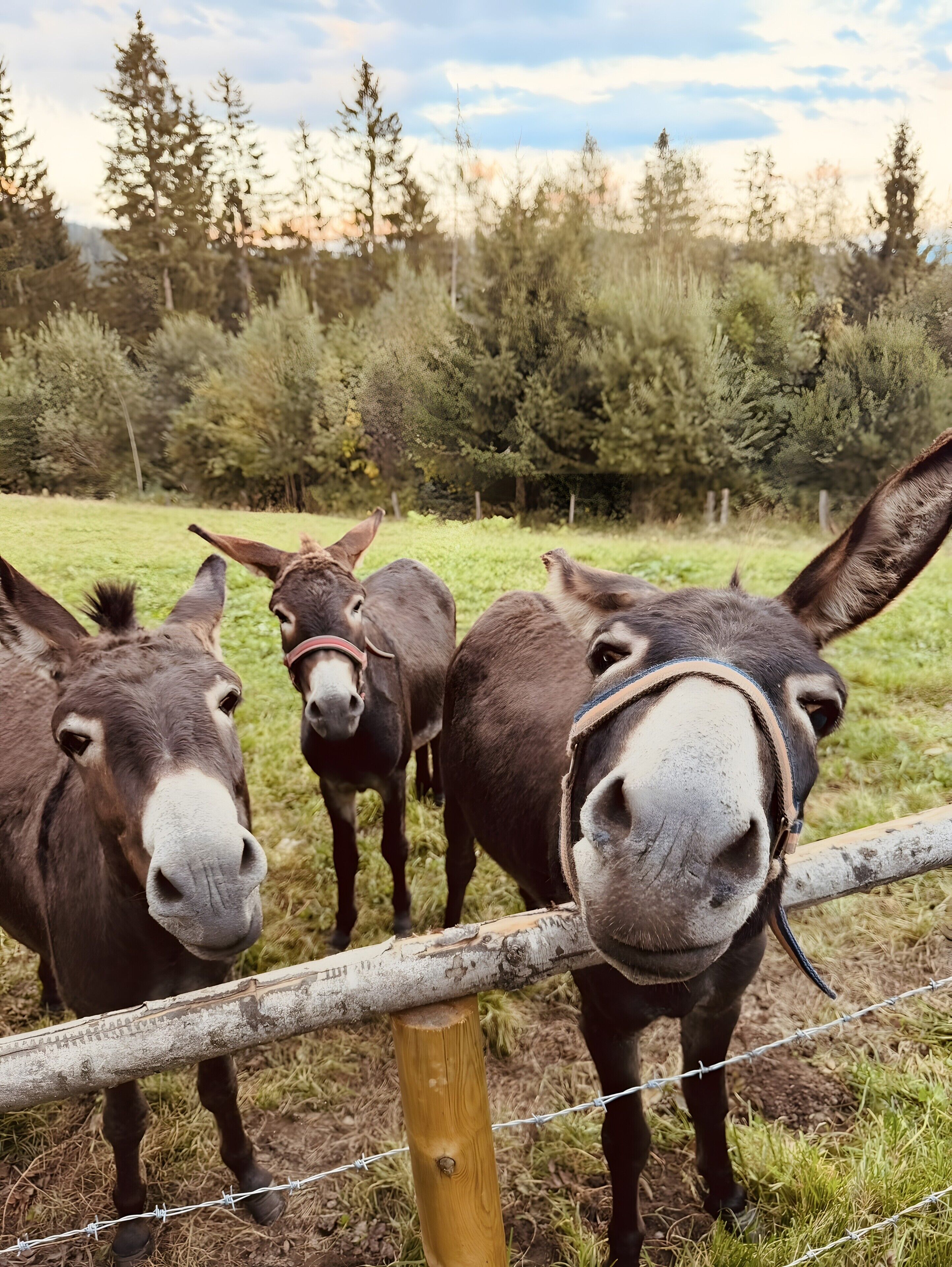 Three donkeys standing behind a wooden fence with barbed wire, in a grassy field with trees in the background.
