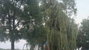 Puisto, jossa on keinut, liukumäki ja suuri, riippuva pajupuu.