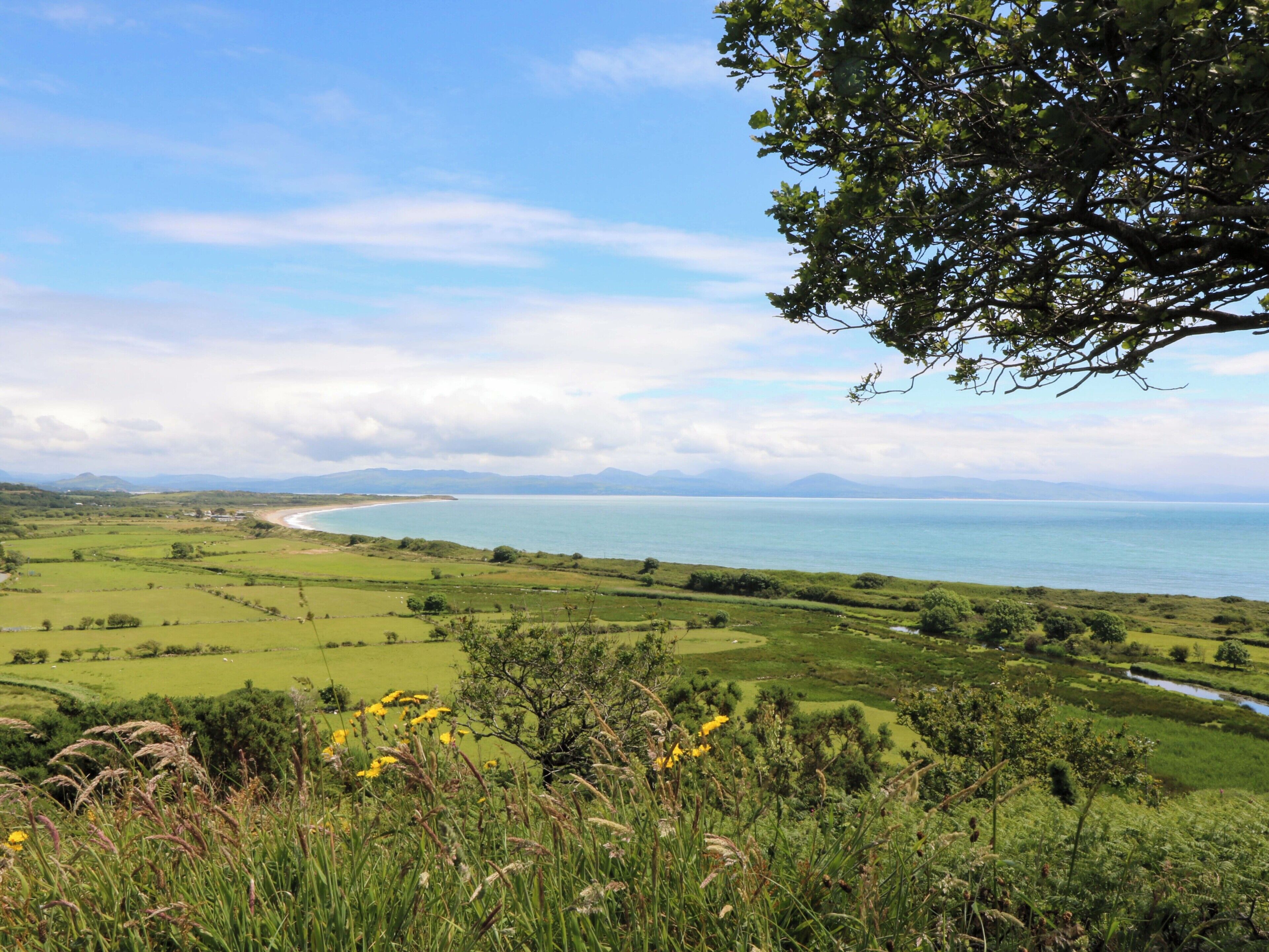 A coastal landscape with a view of the sea, green fields, and a tree in the foreground.