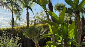 Ein Garten mit Palmen, Bananenstauden und einem Pflasterweg.