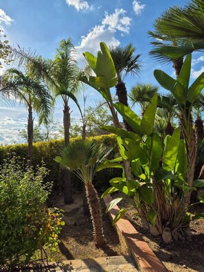 Un giardino con palme, piante di banano e un vialetto in mattoni.