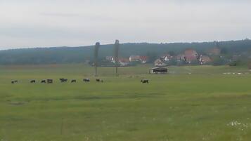 Paisagem rural com um celeiro e algumas vacas em um campo.