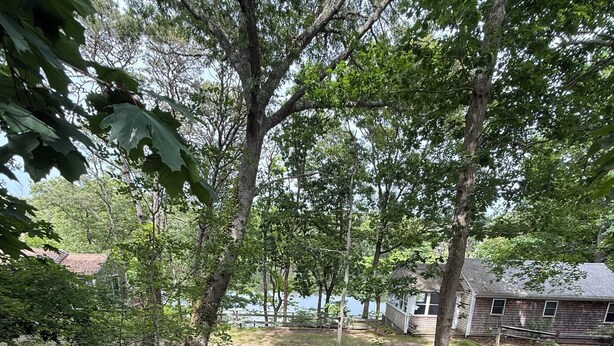 A garden pathway with wooden borders and gravel, surrounded by trees and plants. - Charming 2 bedroom cottage by the pond in Eastham, Cape Cod (Eastham)