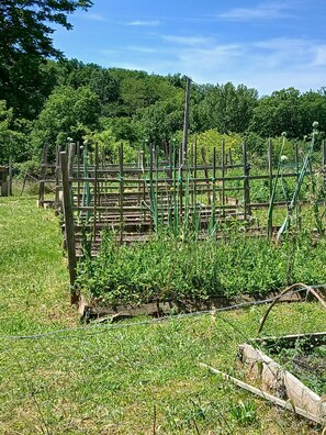 Un jardín con jardineras elevadas, una valla de madera y un campo cubierto de césped.
