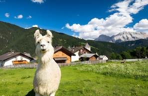 Ein Lama auf einer grünen Wiese, im Hintergrund Häuser und Berge.