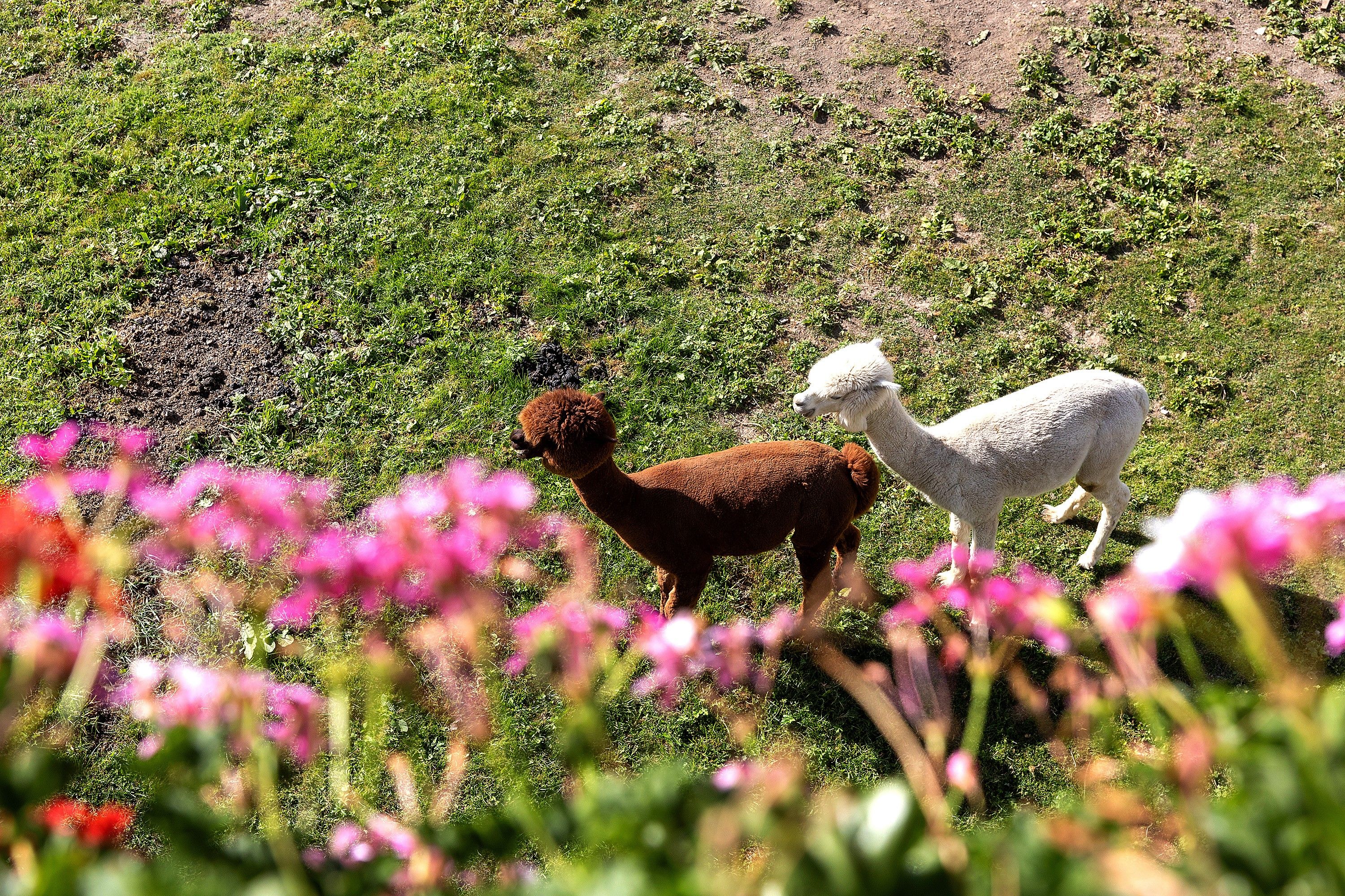 A llama and alpaca grazing in a field with pink flowers in the foreground.