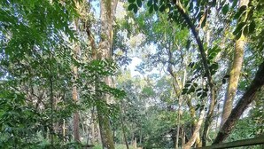 A stone pathway through a forest with moss-covered steps and dense foliage. - Family apartment, calm and welcoming, with beach and park nearby. (Penha SC)