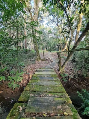 Een pad van stenen door een bos met begroeide trappen en dichte begroeiing.
