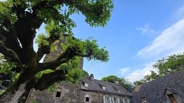 Ein historisches Steinhaus mit vielen Fenstern und einem großen Baum im Vordergrund.