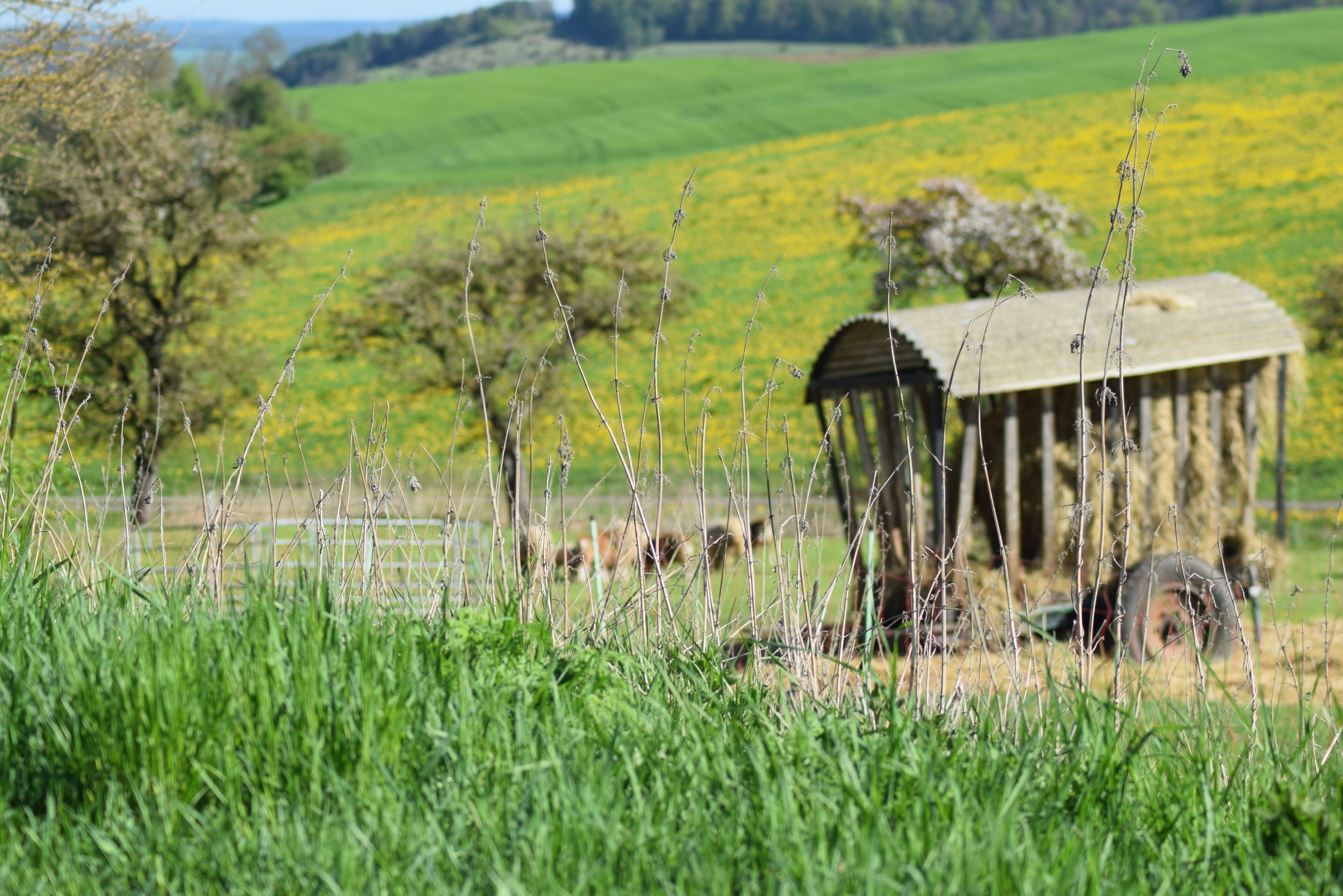 Un paysage rural avec une structure en bois, peut-être une grange, entourée de champs verdoyants et d’une clôture.