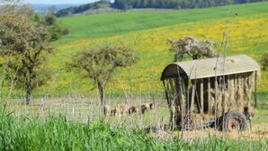 A rural landscape with a wooden structure, possibly a barn, surrounded by green fields and a fence.